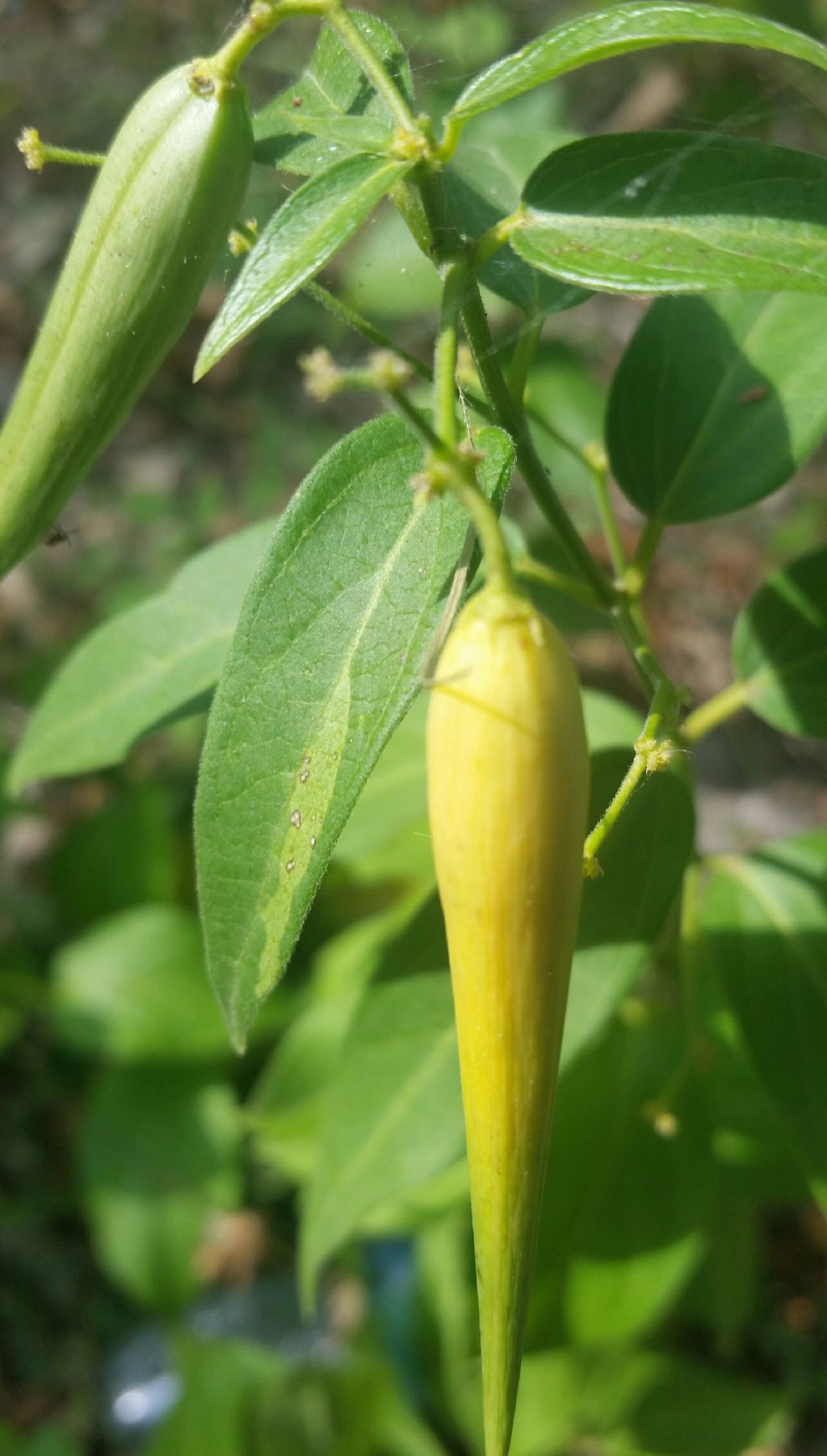 Baccello aperto di Vincetoxicum hirundinaria